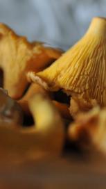 https://www.maggi.hr/sites/default/files/styles/search_result_153_272/public/SEM_Mushrooms.JPG?itok=560lLJy7